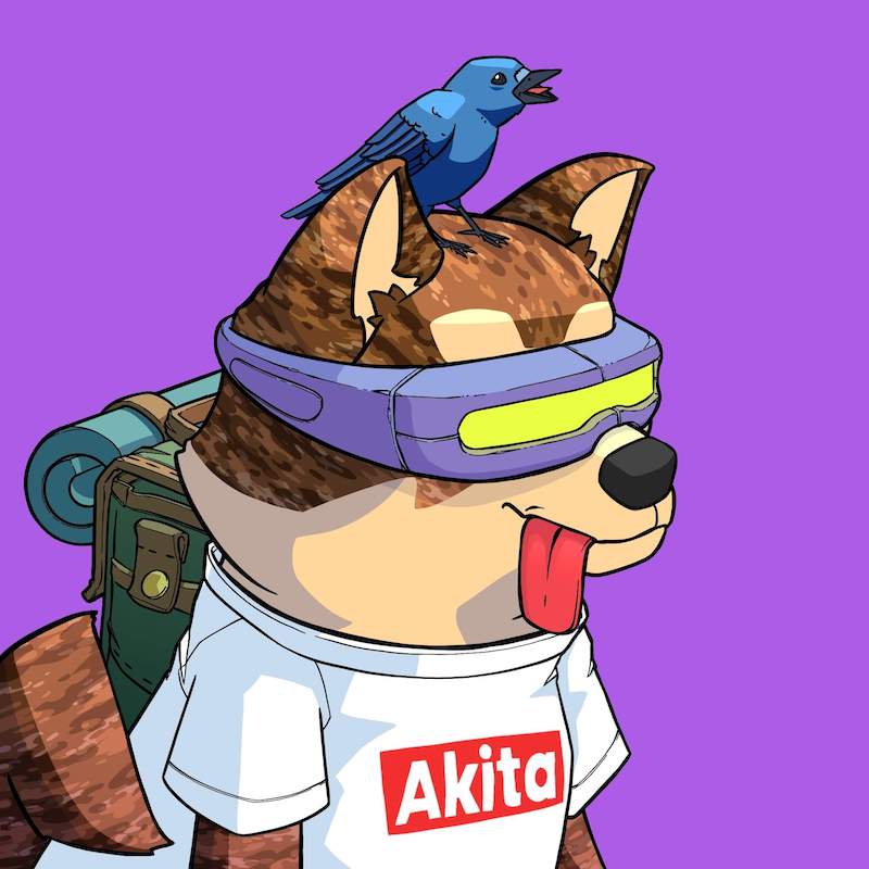 Akita 0293