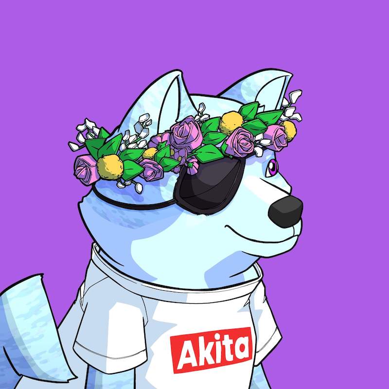 Akita 0681